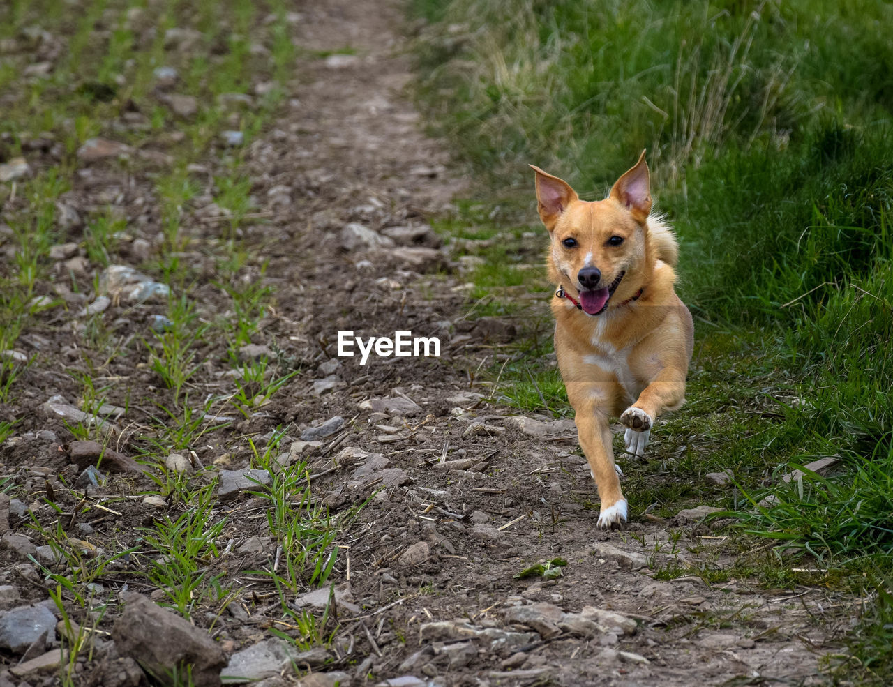 PORTRAIT OF BROWN DOG IN GRASS