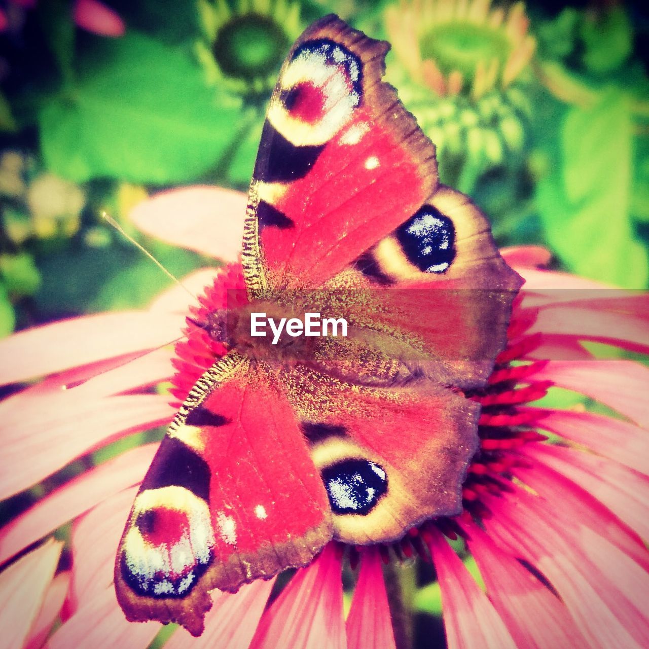 CLOSE-UP OF BUTTERFLY ON FLOWER