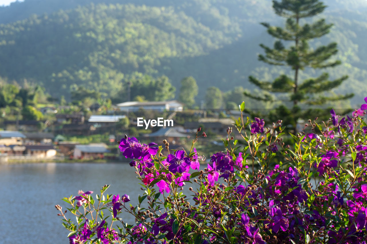 Close-up of pink flowering plants by river