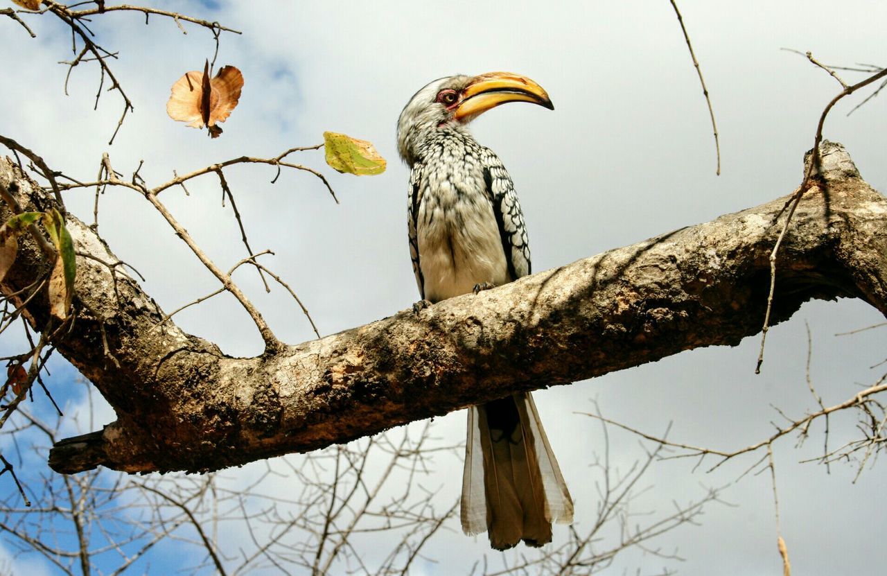 Low angle view of bird perching on branch against sky