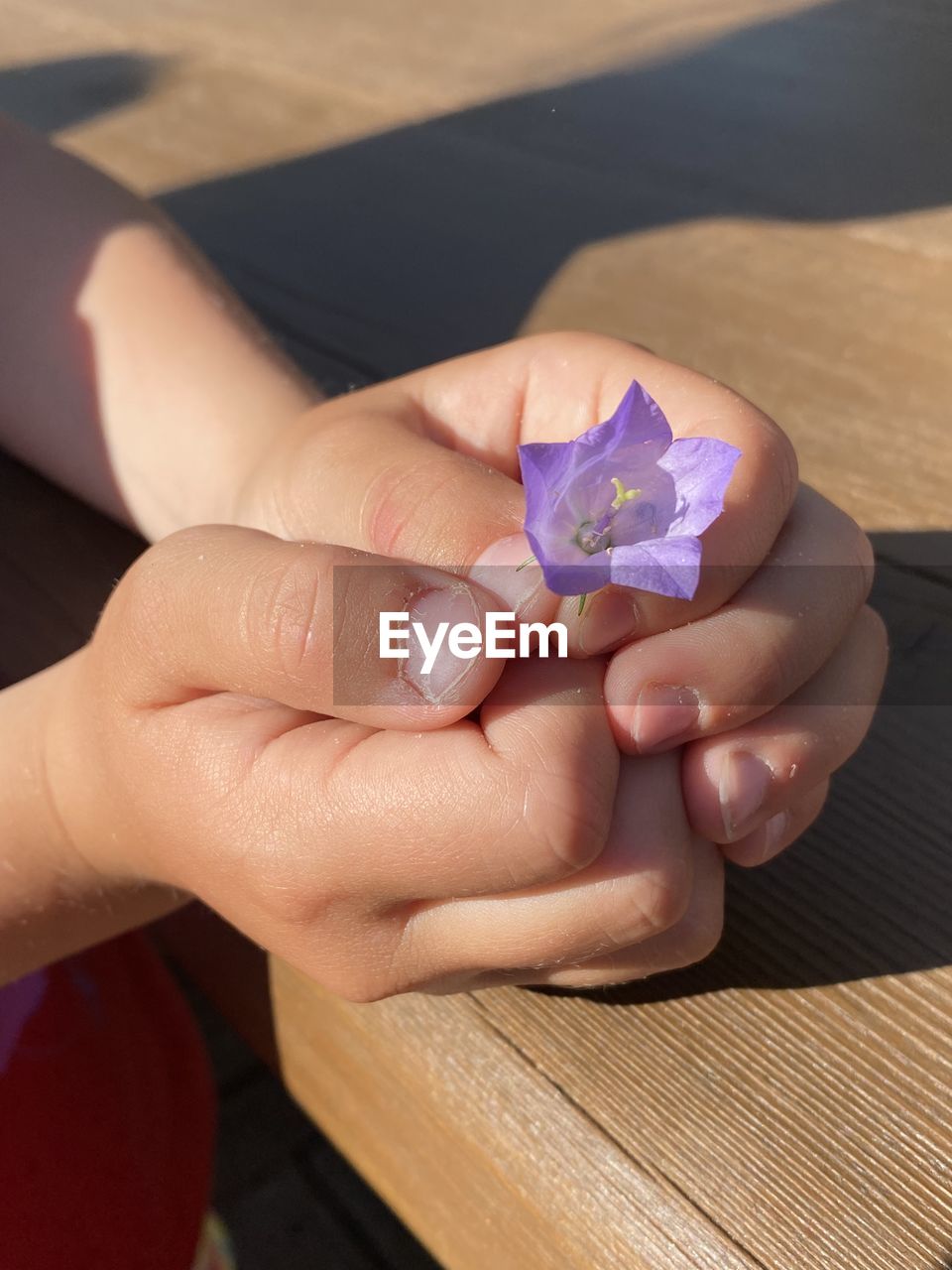 HIGH ANGLE VIEW OF PERSON HAND HOLDING PURPLE FLOWER