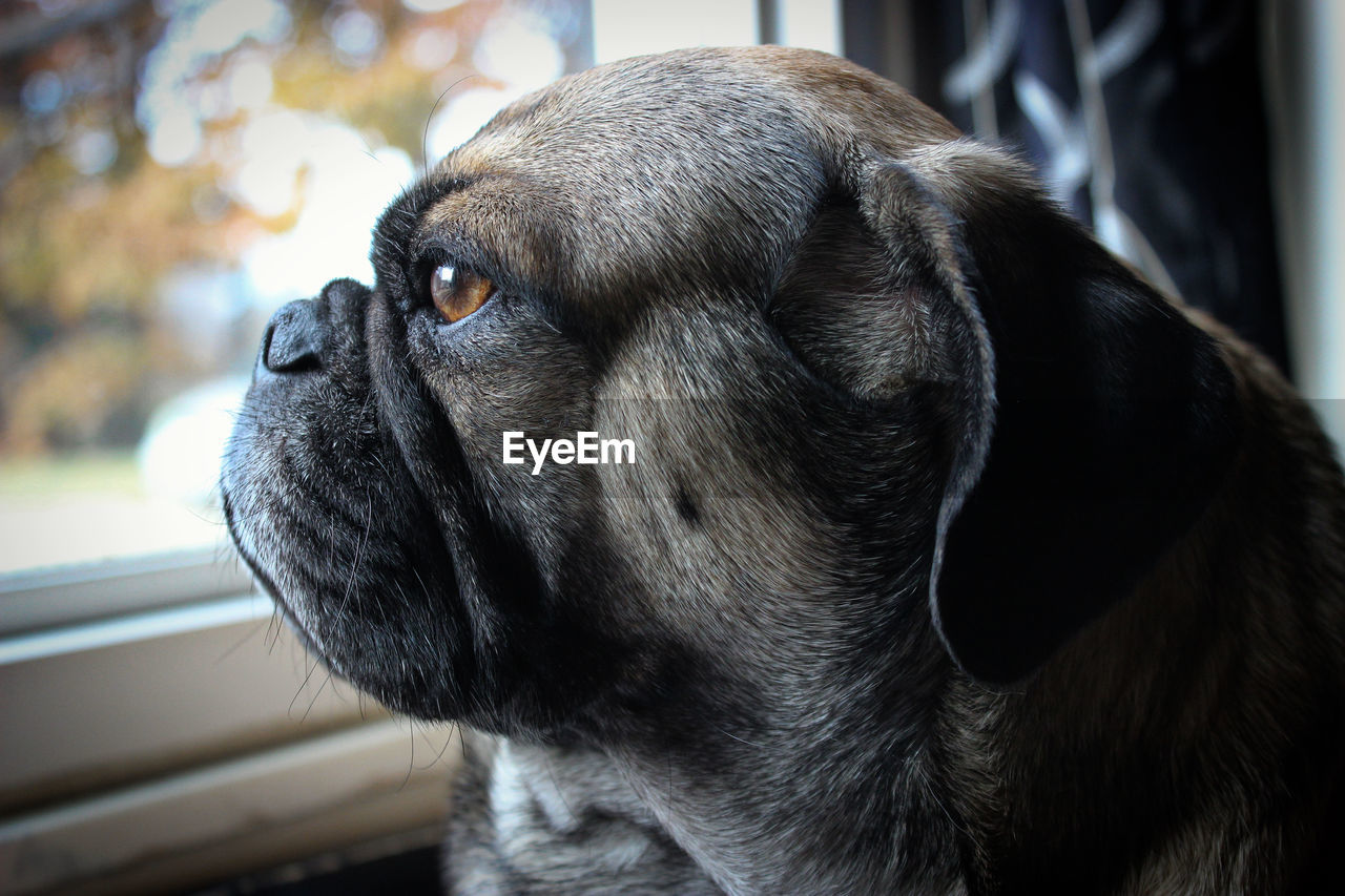 CLOSE-UP OF DOG