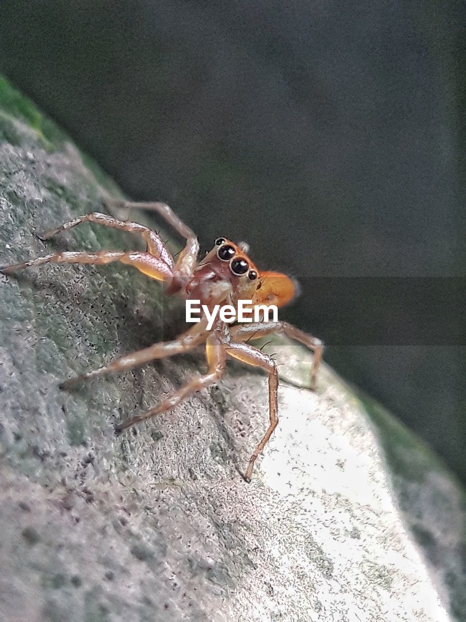 CLOSE-UP OF SPIDER ON STICK