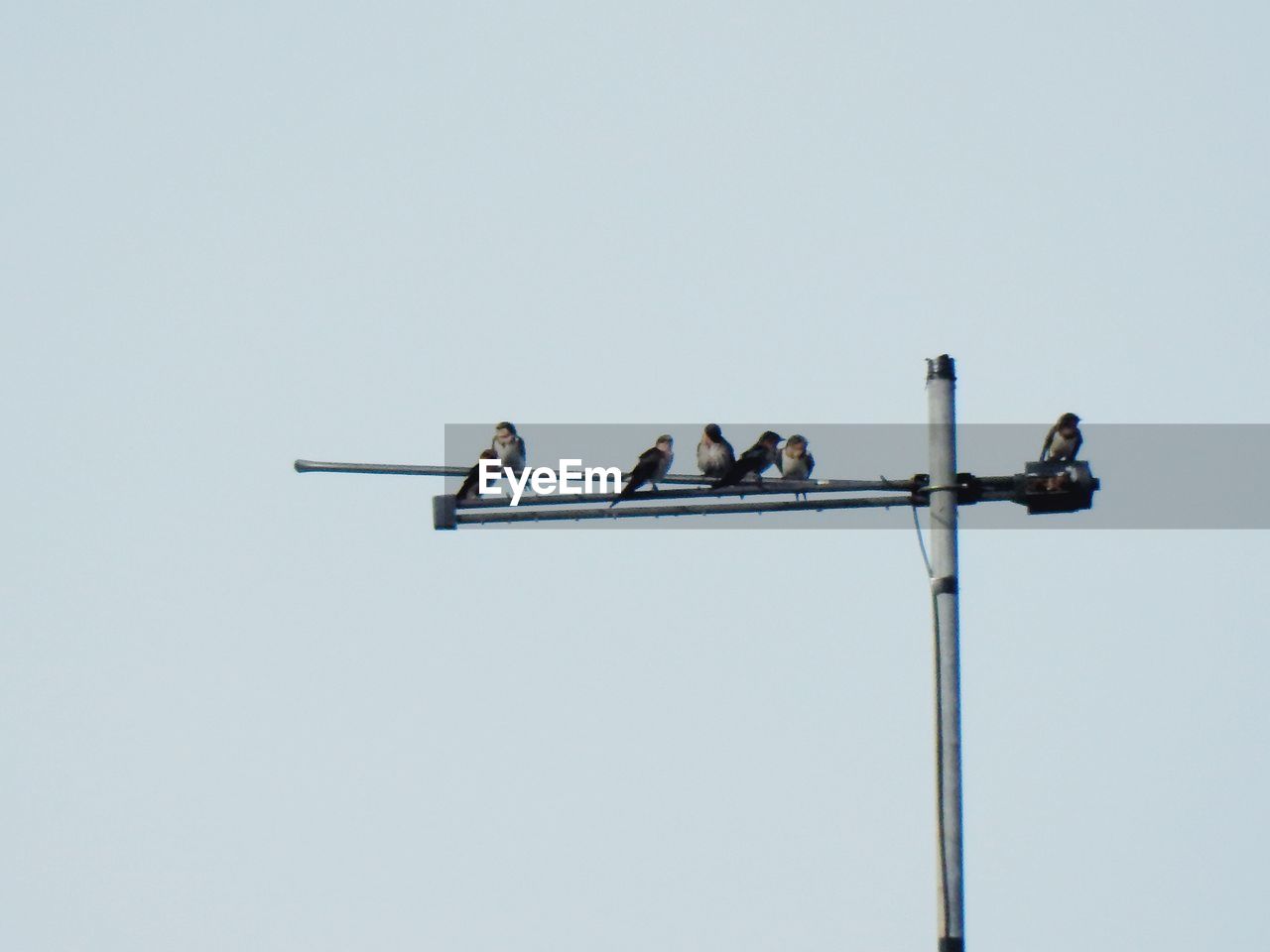 Low angle view of birds perching on pole against clear sky