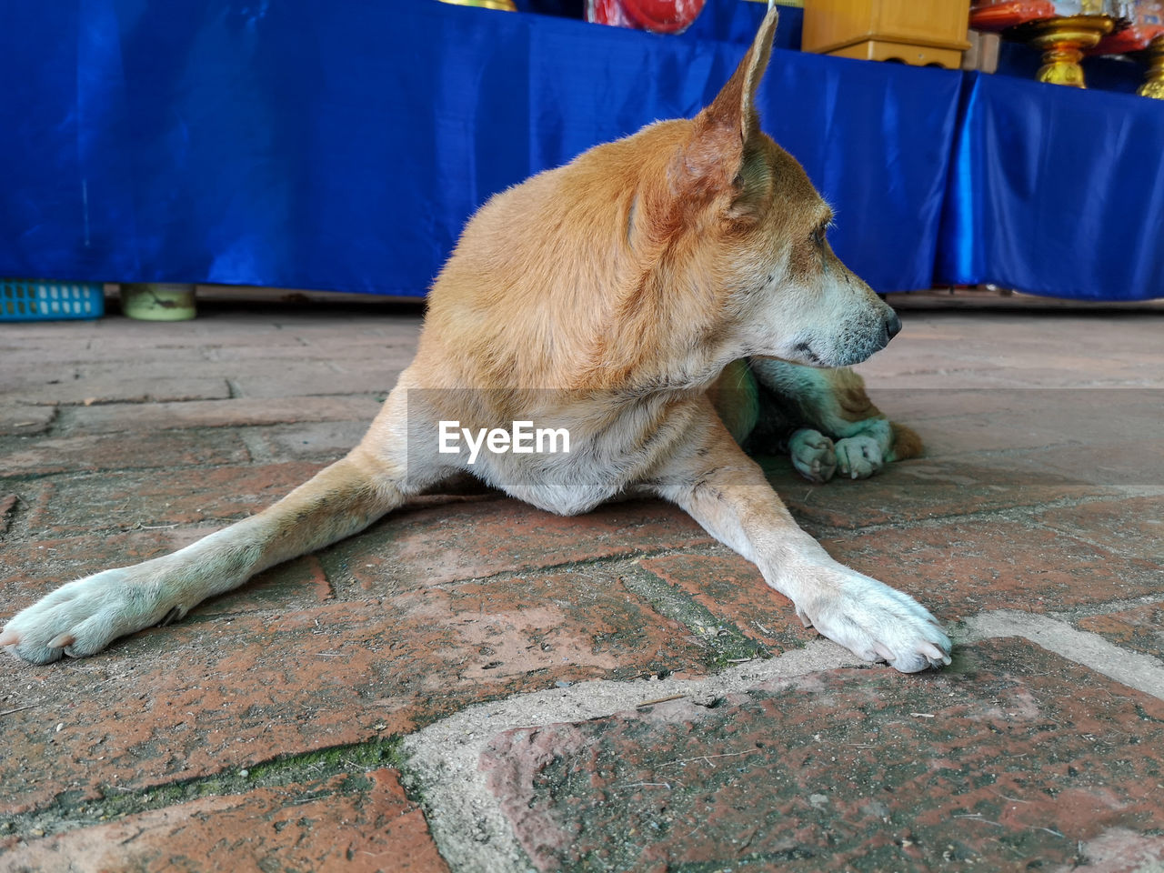 CLOSE-UP OF A DOG RESTING