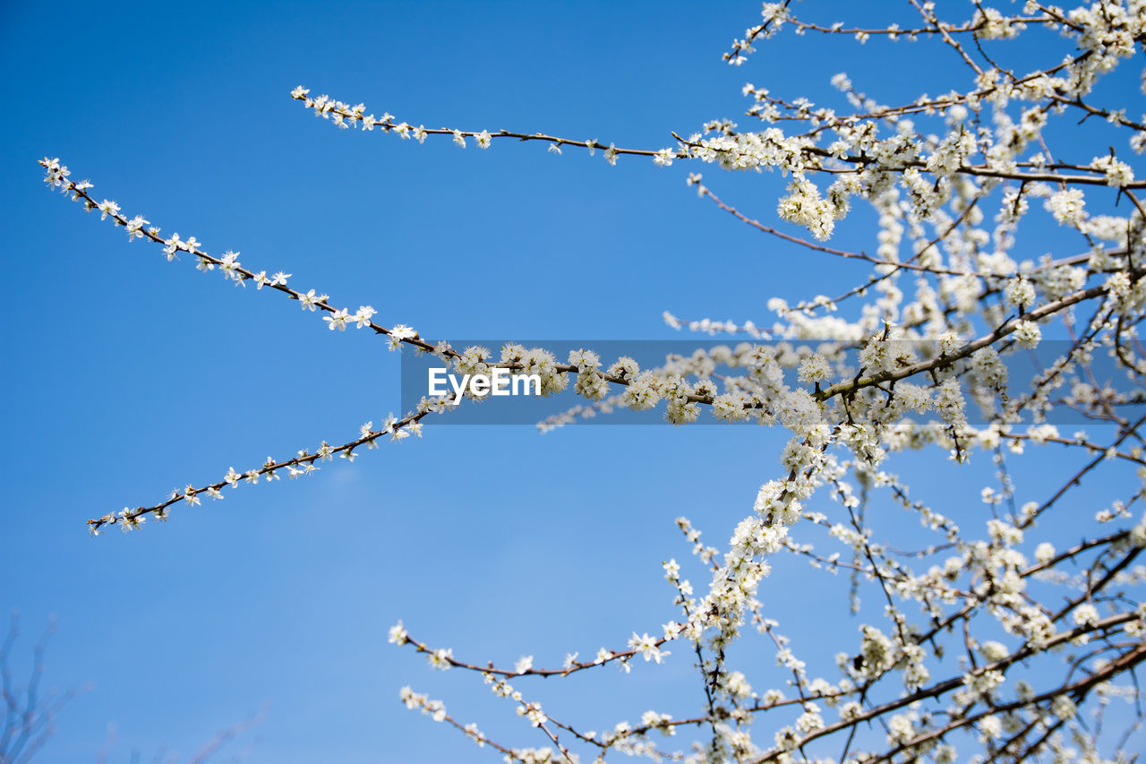 LOW ANGLE VIEW OF FLOWERING TREE AGAINST BLUE SKY