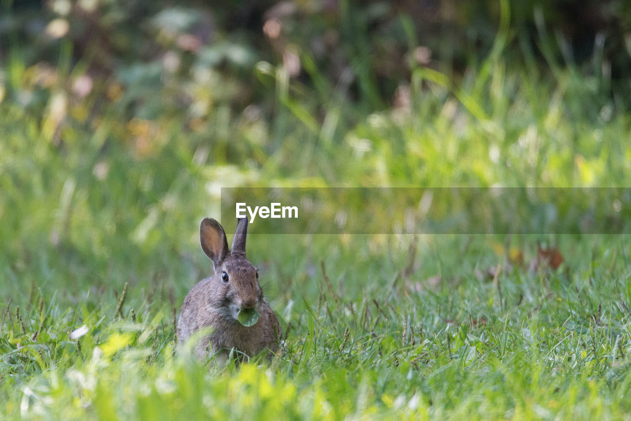 View of an animal on field, bunny in the green 