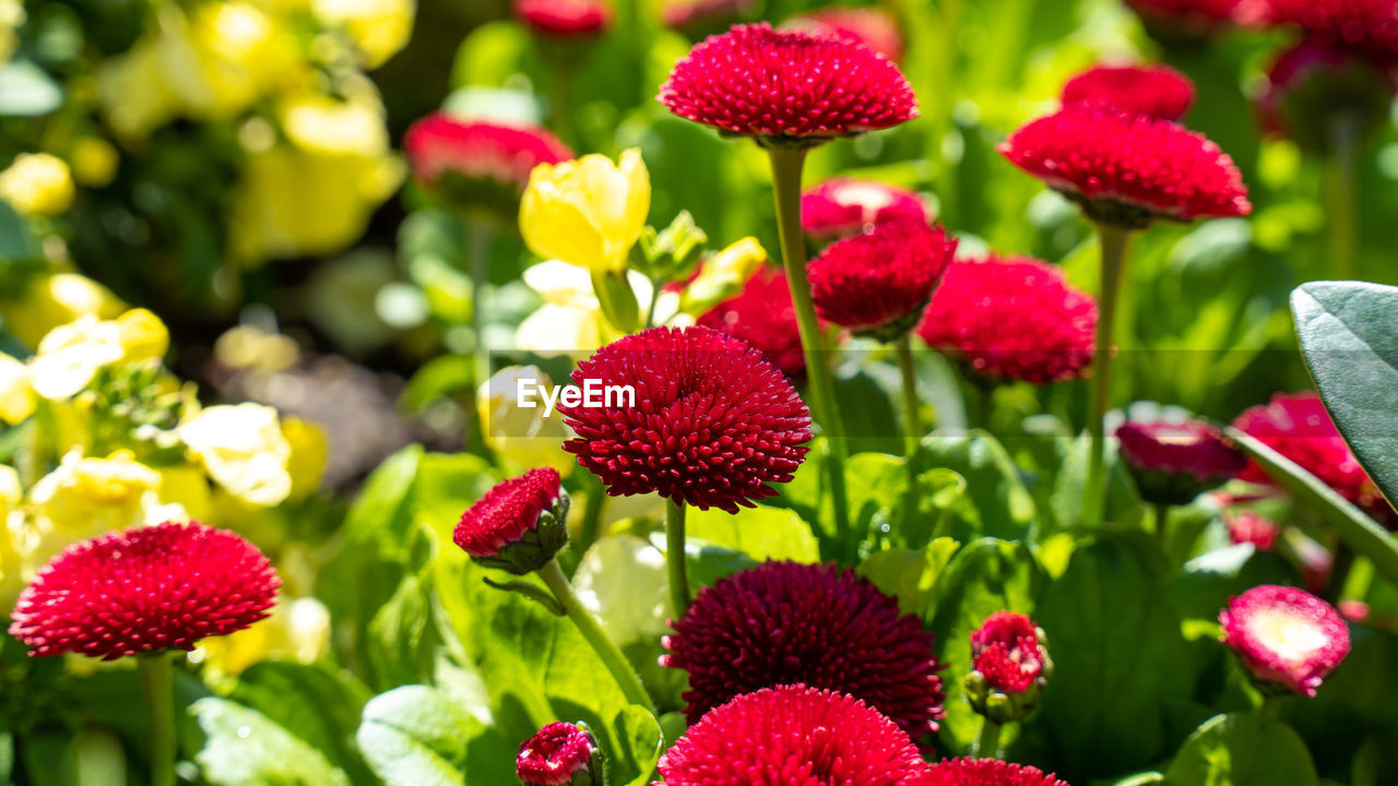 flower, plant, flowering plant, freshness, beauty in nature, nature, red, close-up, growth, no people, petal, summer, green, plant part, multi colored, leaf, food, garden, outdoors, food and drink, fragility, daisy, flower head, wildflower, day, focus on foreground, sunlight, inflorescence, macro photography, botany, springtime, flowerbed