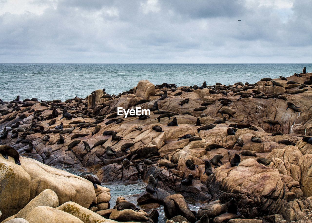 Seals on rocky shore against cloudy sky