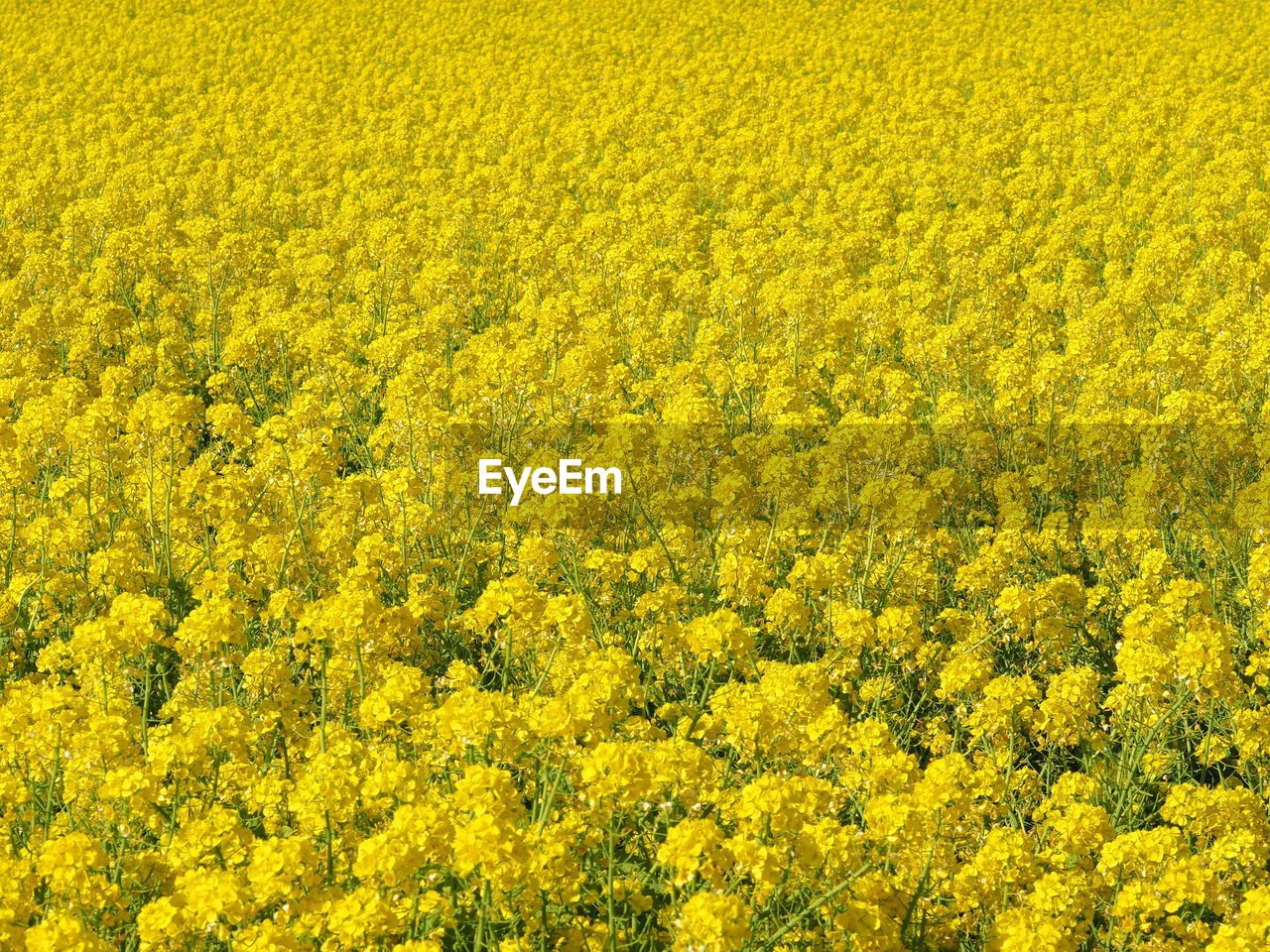 Full frame shot of yellow flowers on field