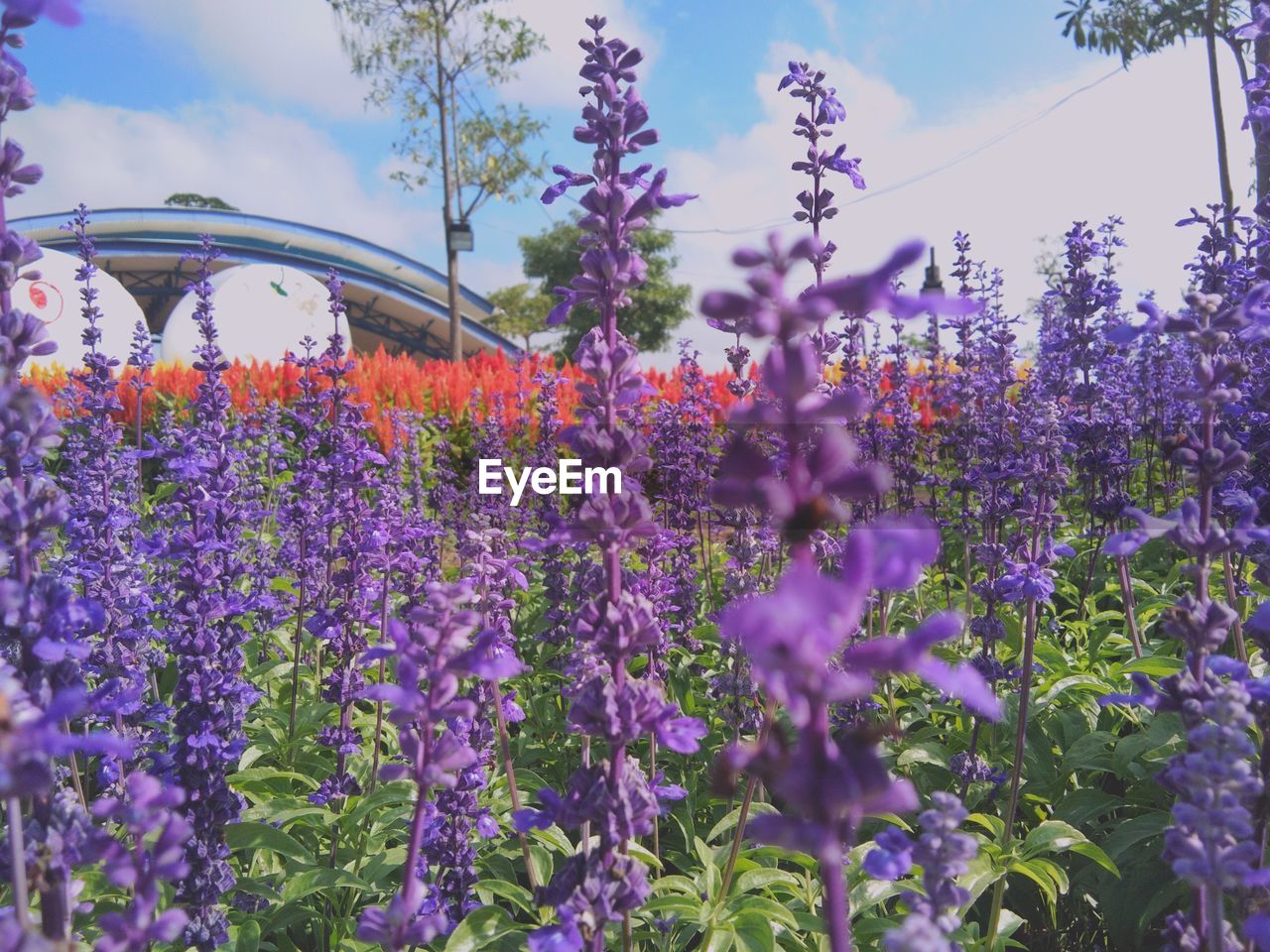 Close-up of purple flowers blooming against sky