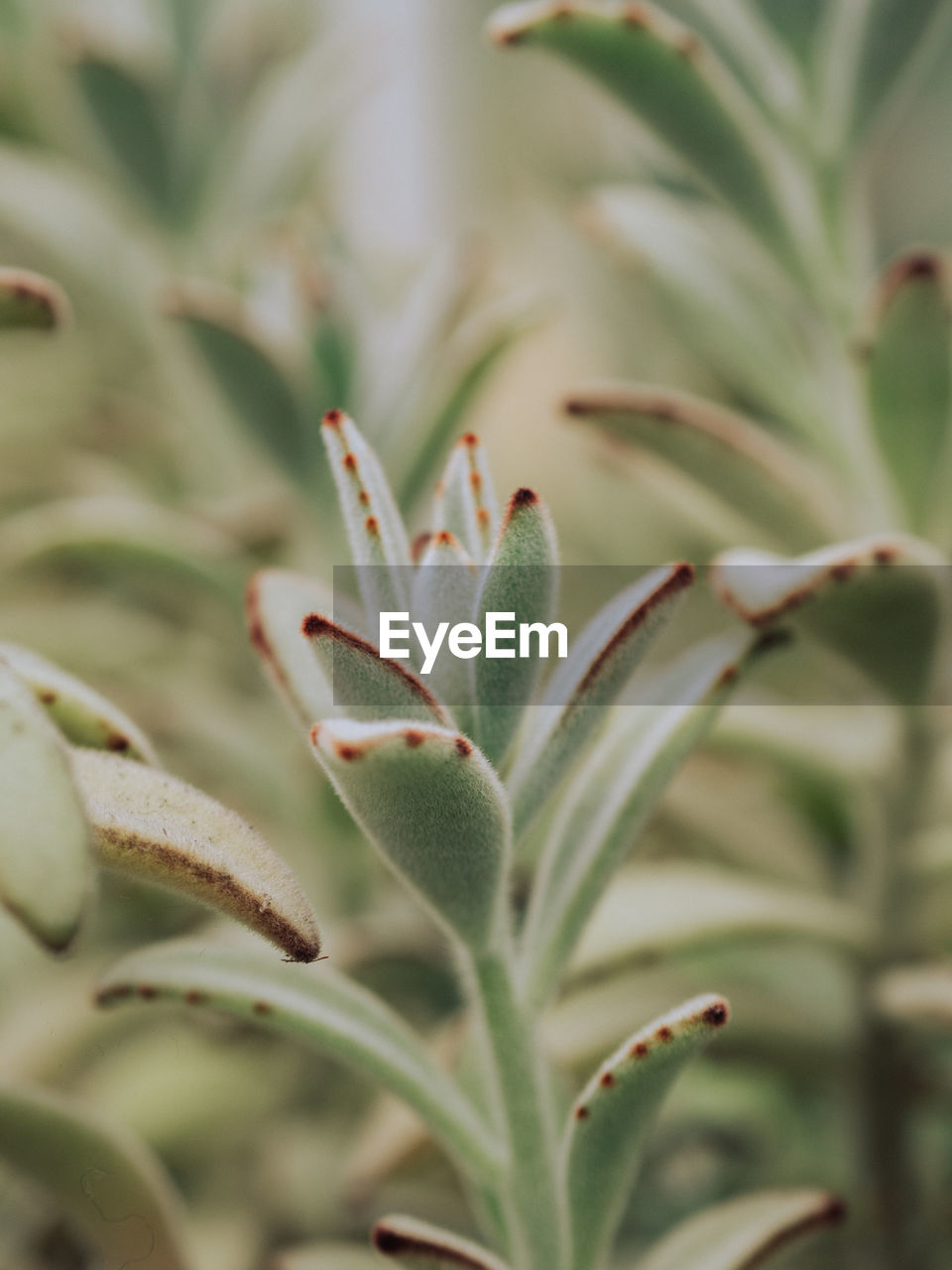 Close-up of green plants