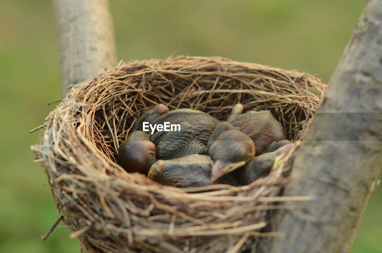 HIGH ANGLE VIEW OF BIRDS ON NEST