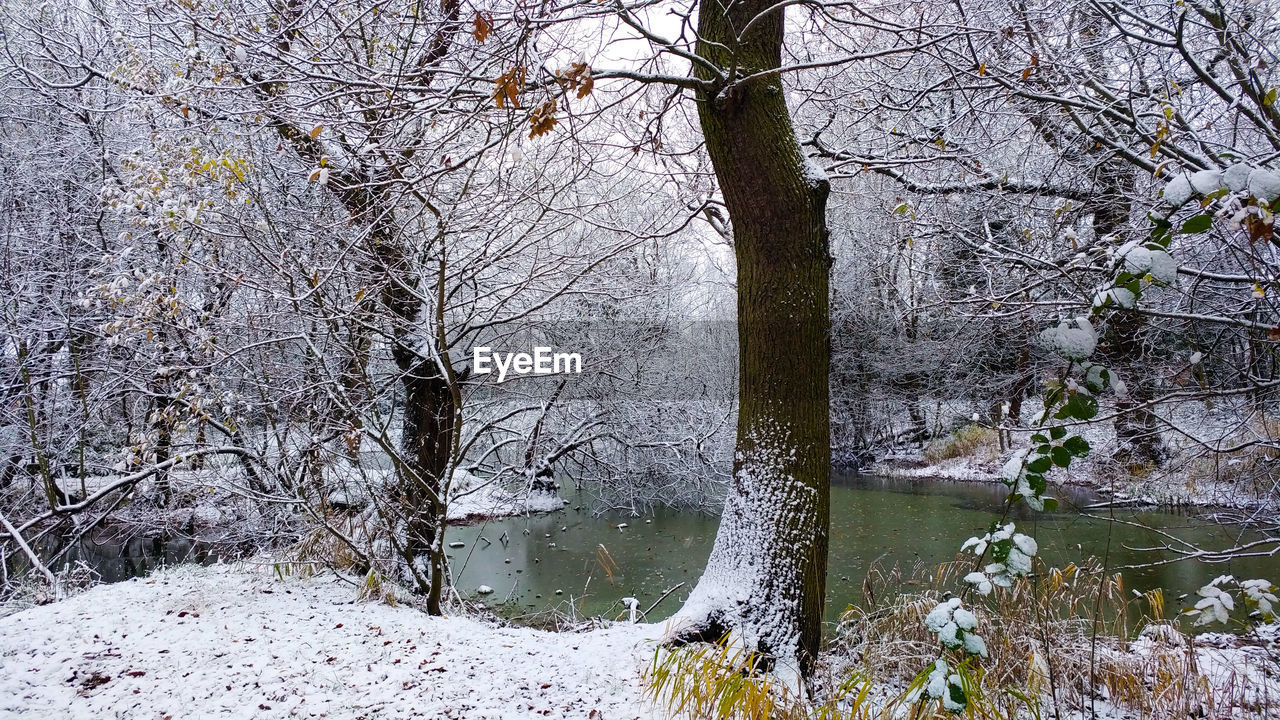 SCENIC VIEW OF FOREST DURING WINTER