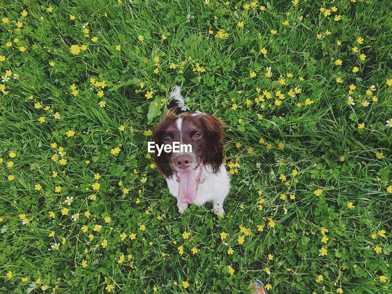 Directly above portrait shot of english springer spaniel sticking out tongue on field