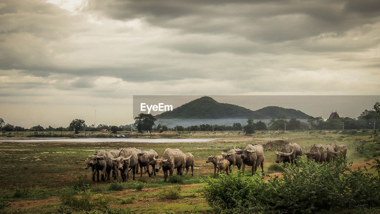 Water buffaloes on field