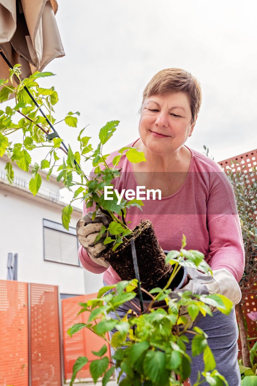 Senior happy caucasian woman transplanting raspberry bush seedling from plastic pot at home terrace 