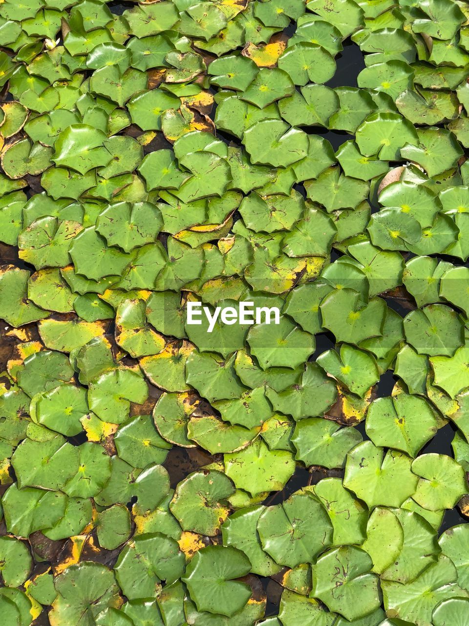CLOSE-UP OF LEAVES FLOATING ON WATER