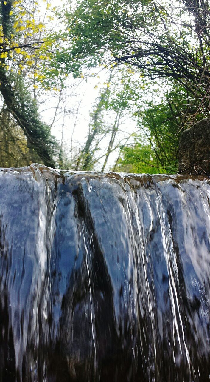 RIVER FLOWING THROUGH TREES