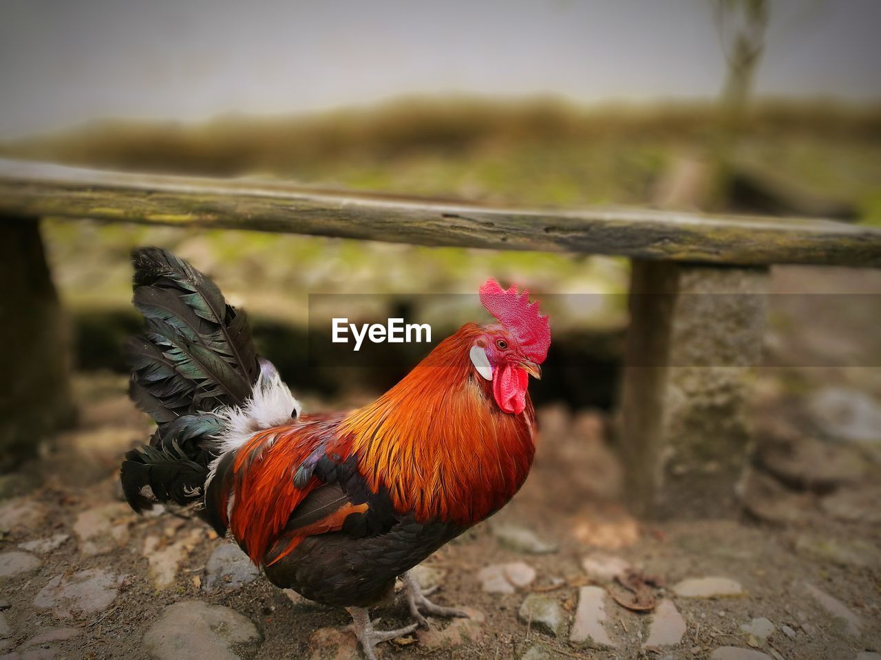 CLOSE-UP OF ROOSTER ON BRANCH