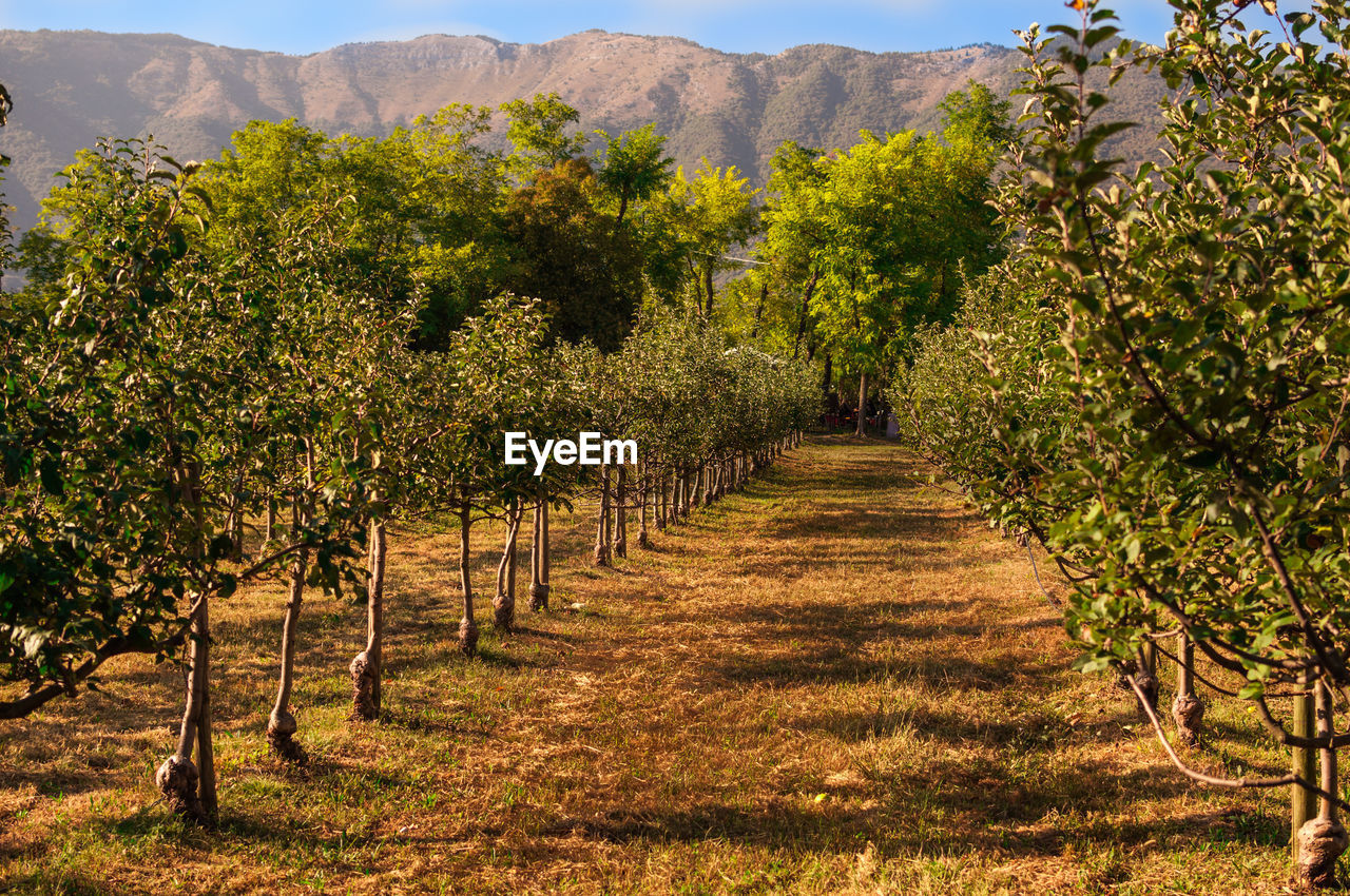 Italian apple orchard at base of mountain with blue sky