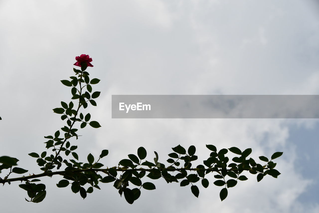 LOW ANGLE VIEW OF FLOWERING PLANTS AGAINST CLOUDY SKY