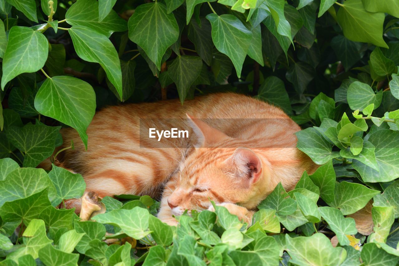 CAT SLEEPING IN LEAVES