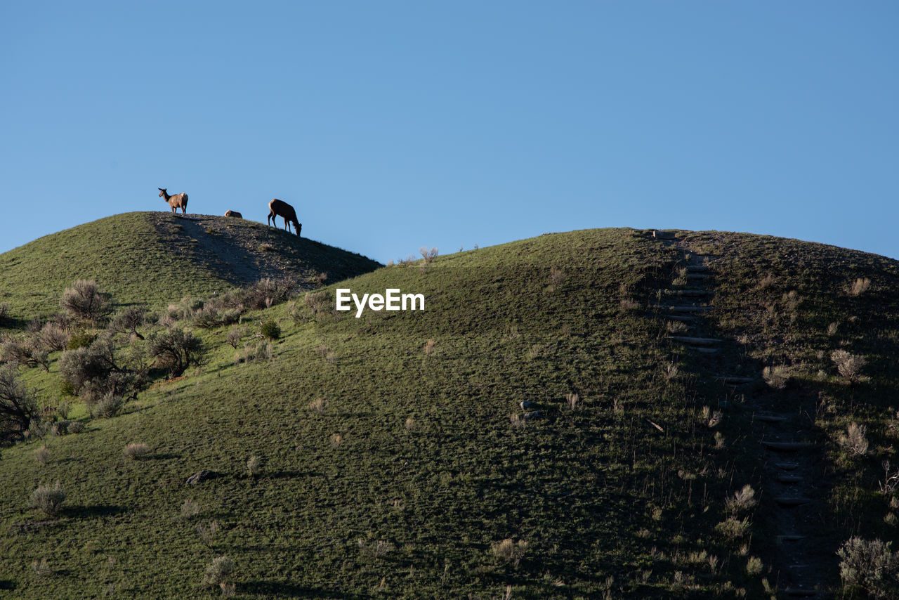 Elk in yellowstone