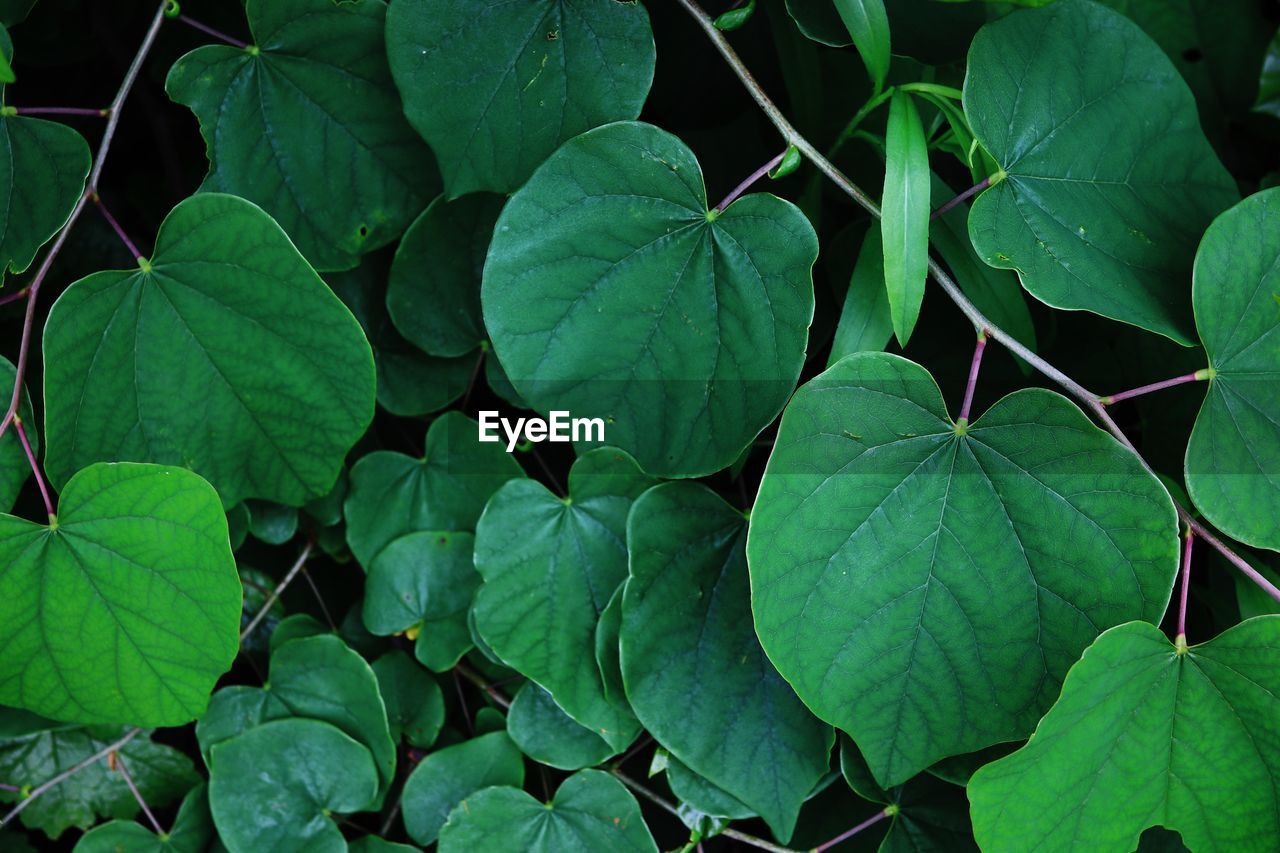 HIGH ANGLE VIEW OF LEAVES IN SUNLIGHT