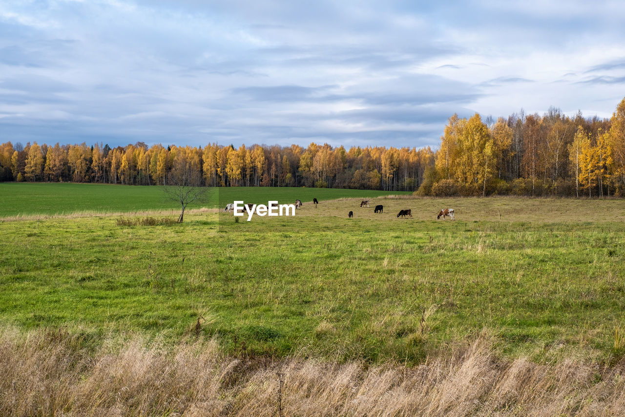 VIEW OF SHEEP ON FIELD