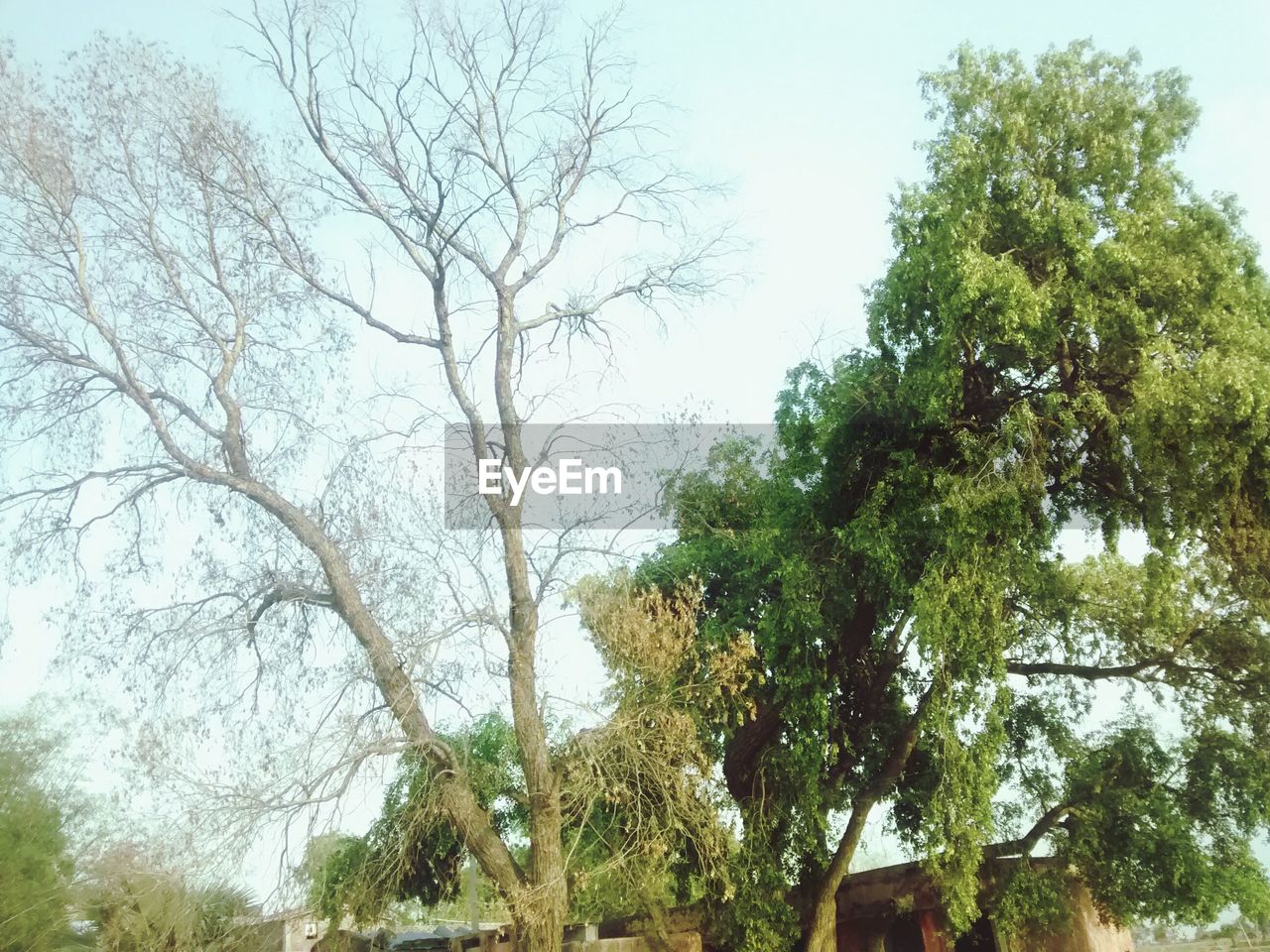 LOW ANGLE VIEW OF TREE AGAINST SKY