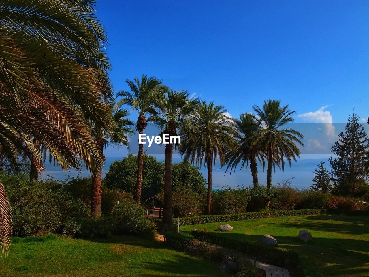 PALM TREES ON LANDSCAPE AGAINST BLUE SKY