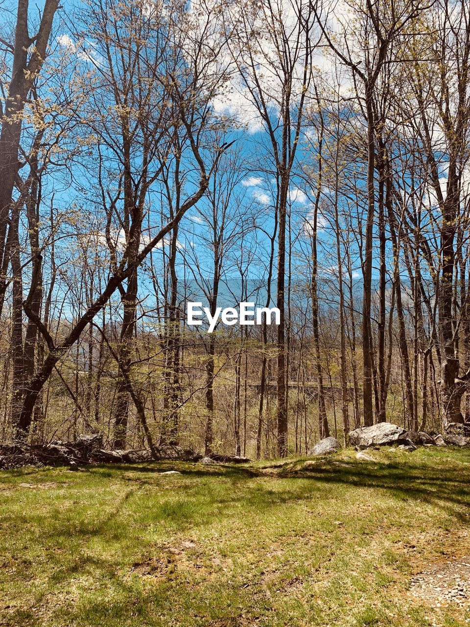 TREES GROWING IN FOREST