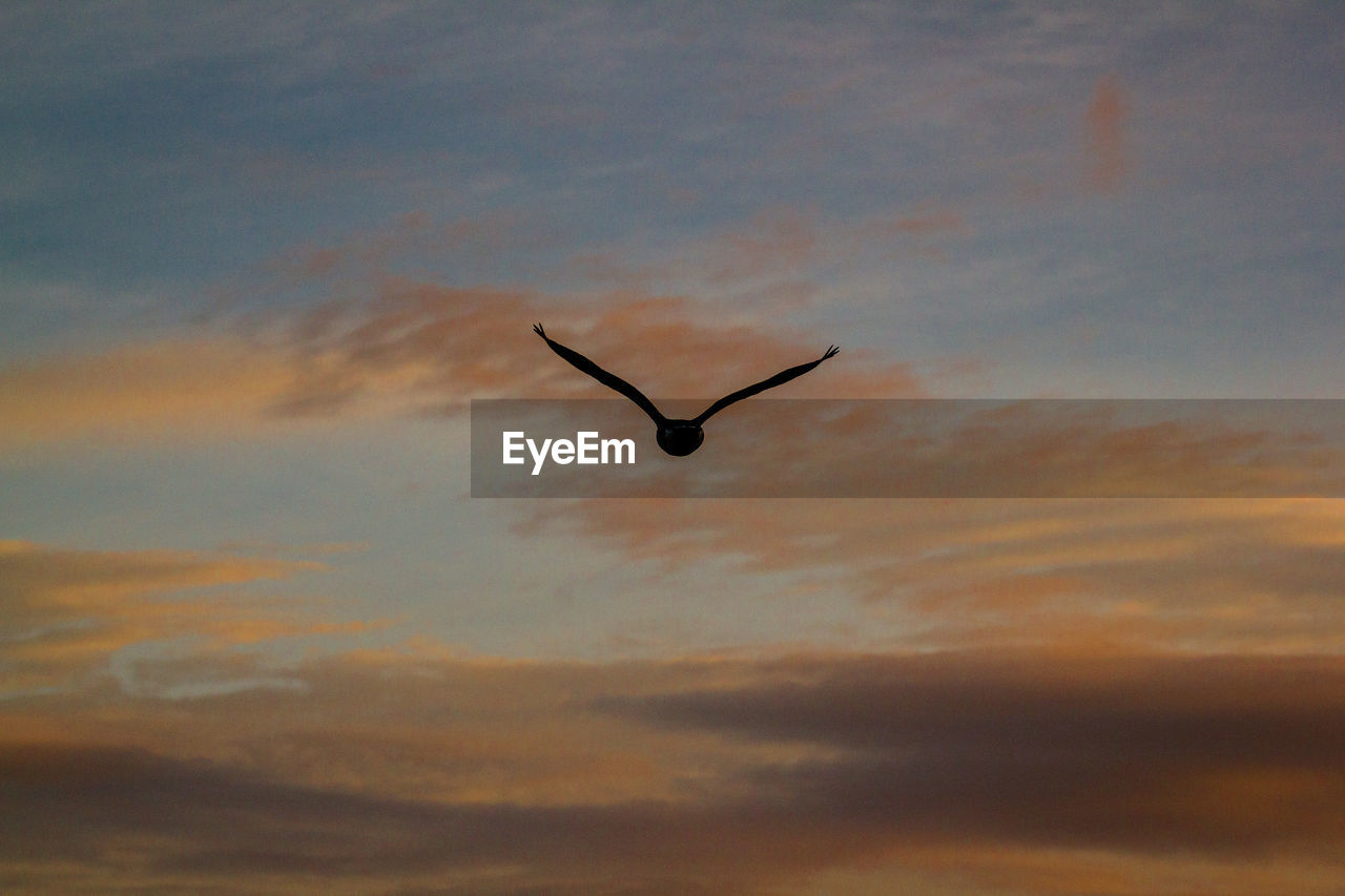 CLOSE-UP OF BIRD FLYING IN SKY
