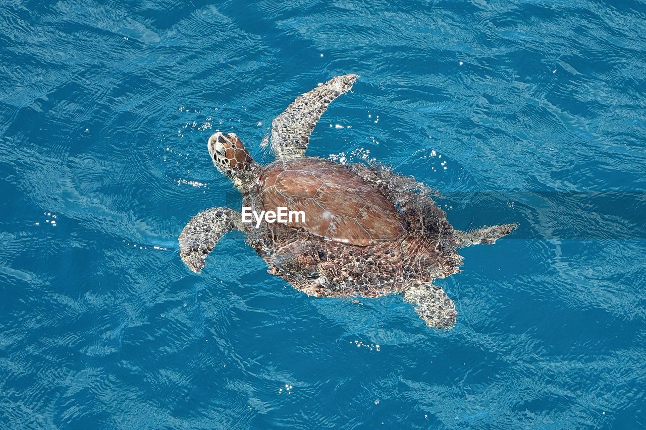 Large sea turtle swimming in ocean off st. croix