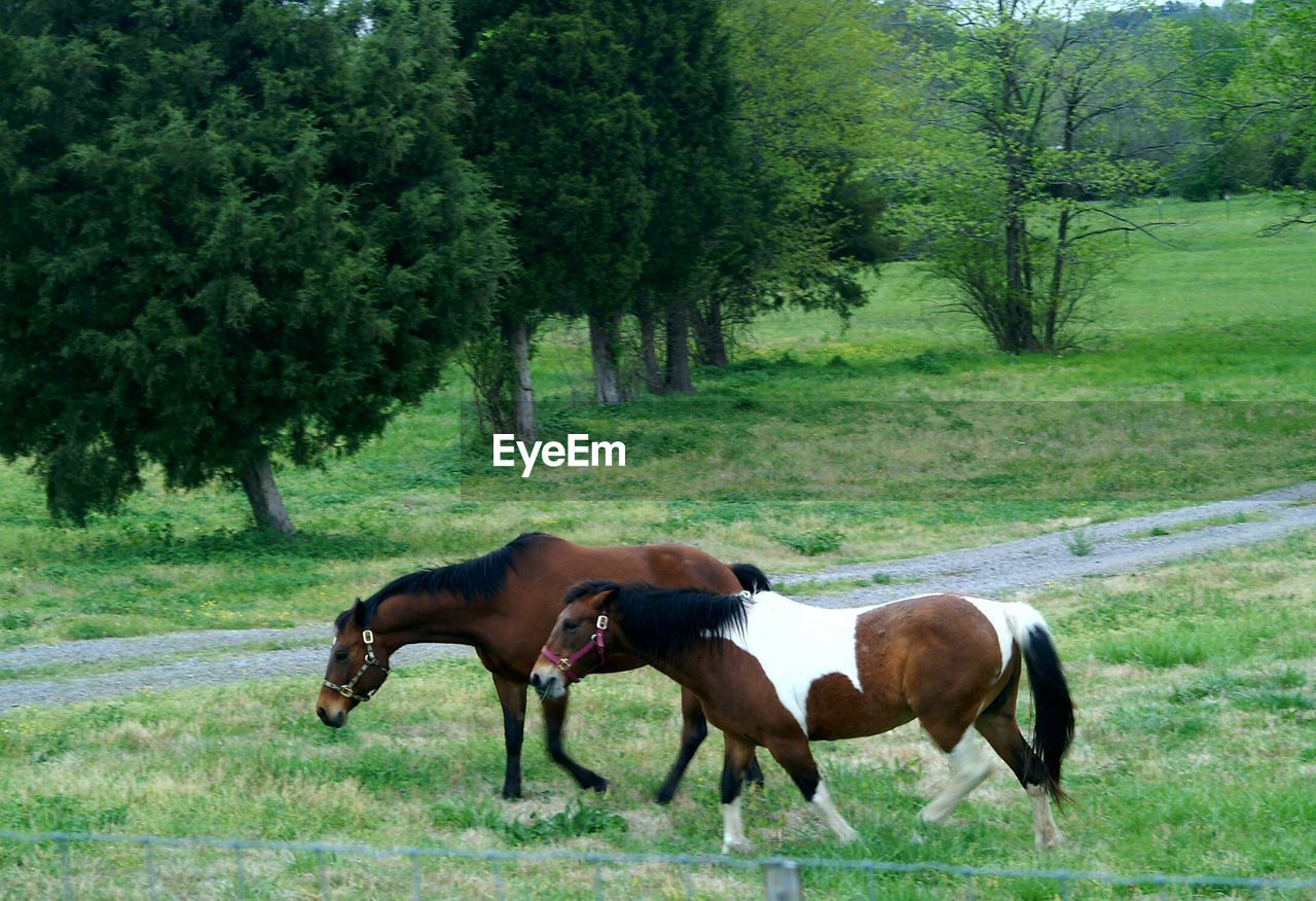 Horses on grassy field against trees