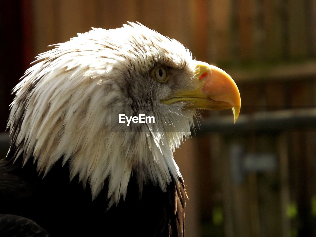 Close-up of bald eagle