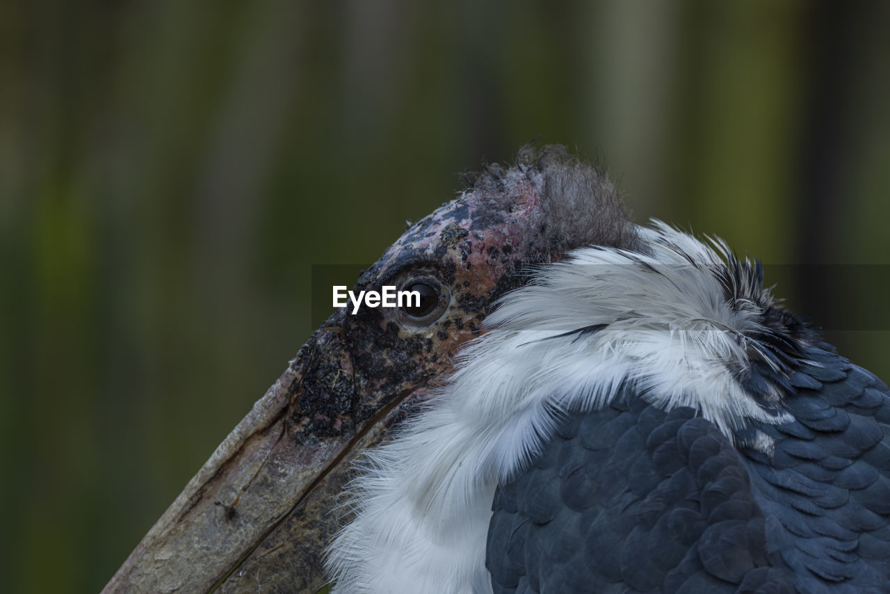 CLOSE-UP OF A EAGLE