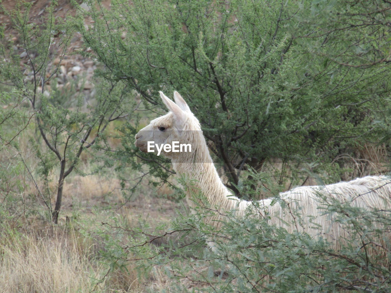 Alpaca standing in brush