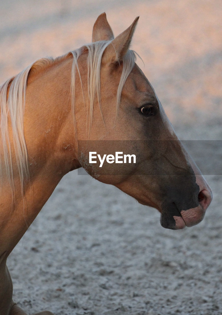 Close-up of a horse