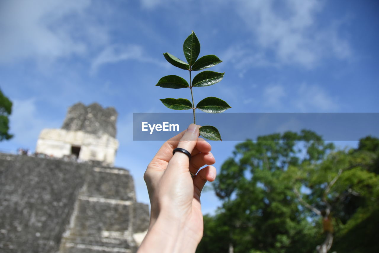 Cropped hand of woman holding plant against sky