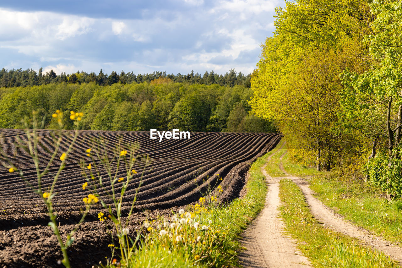 DIRT ROAD AMIDST PLANTS AND TREES AGAINST SKY