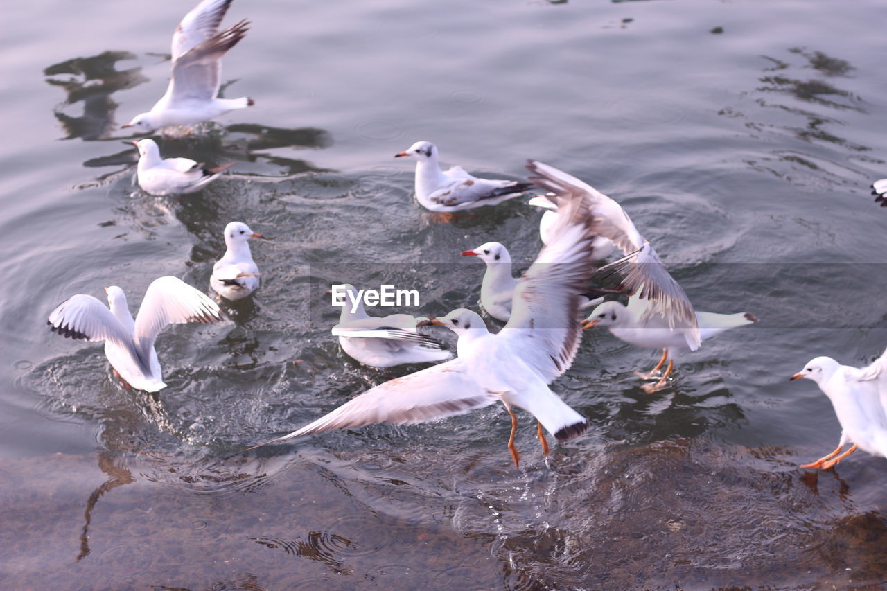 Seagulls in river