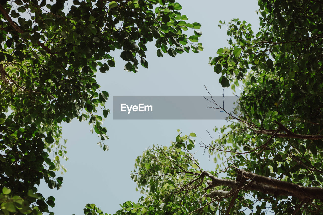 Low angle view of trees against clear sky