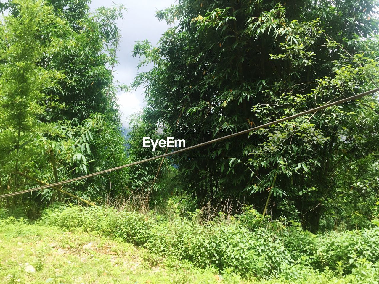 TREES GROWING ON LANDSCAPE