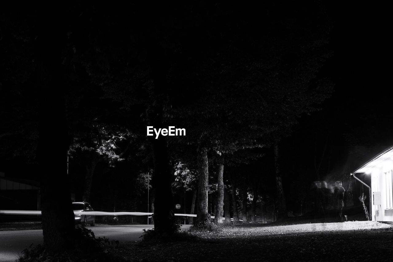 VIEW OF TREES IN THE DARK