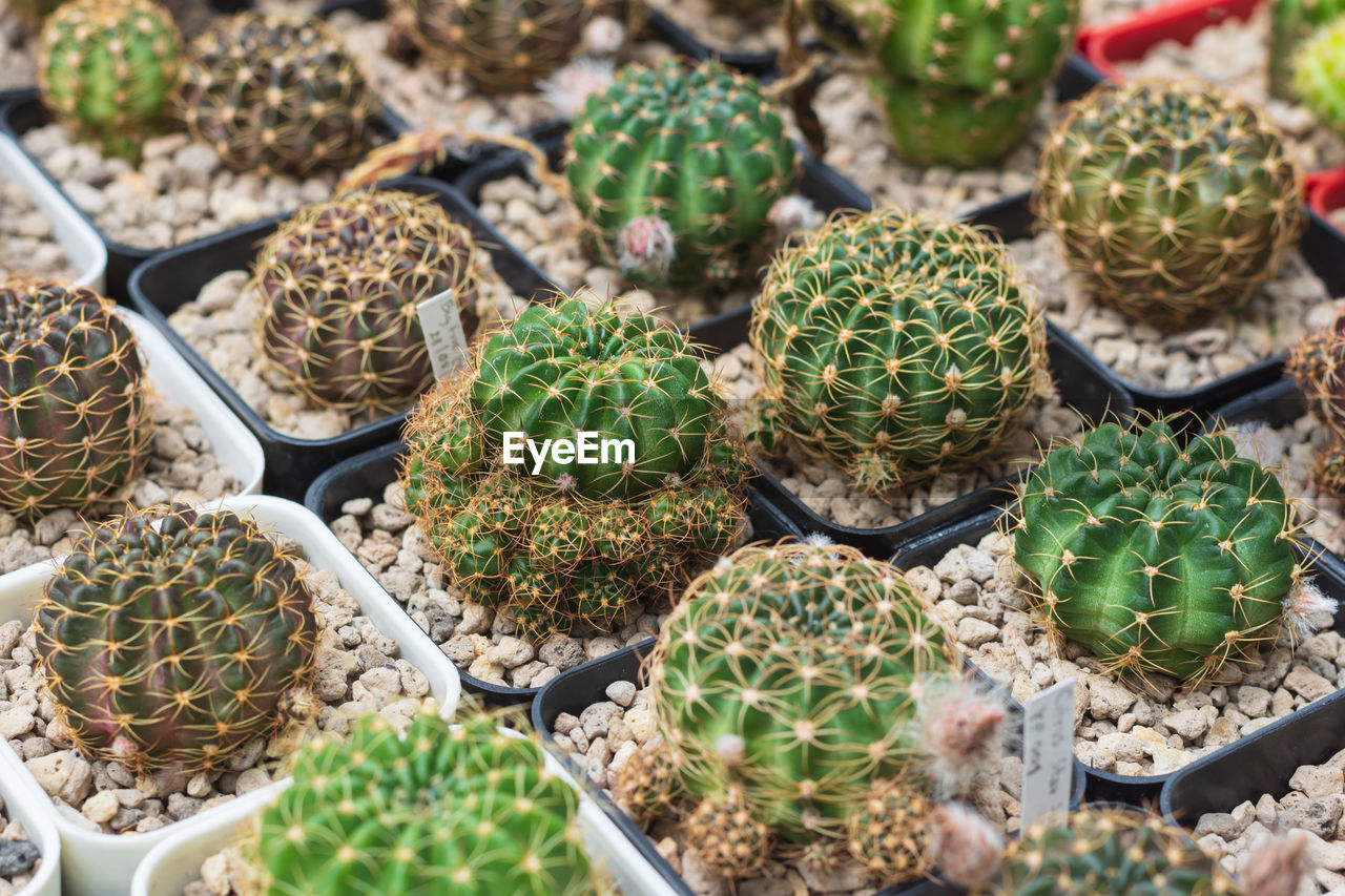 HIGH ANGLE VIEW OF SUCCULENT PLANTS IN CACTUS