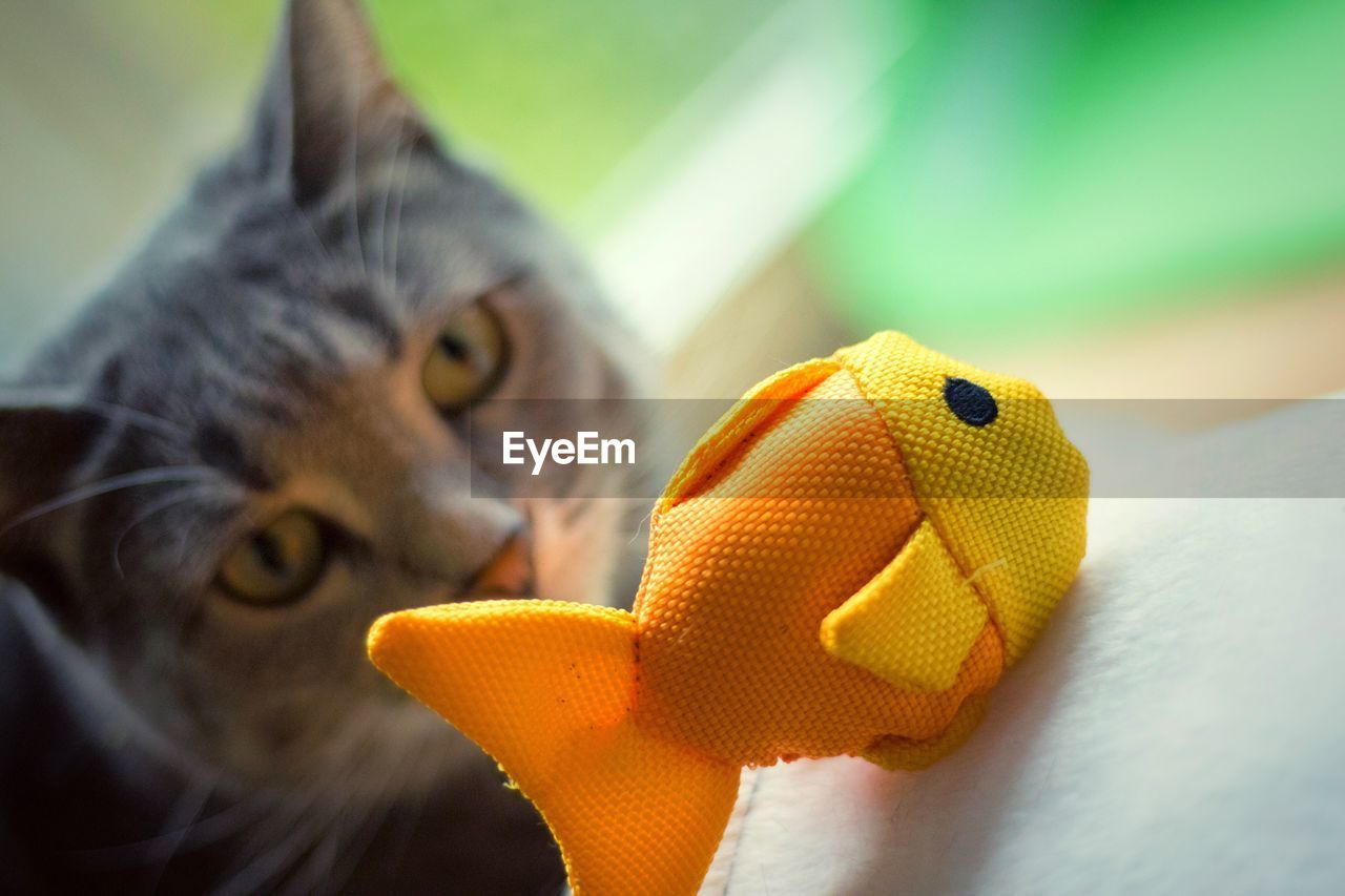 Cat staring at toy fish
