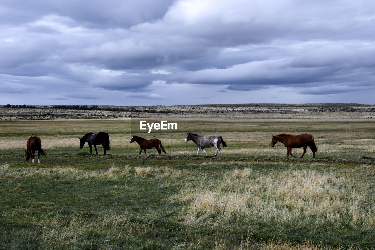 HORSES GRAZING IN FIELD AGAINST CLOUDY SKY