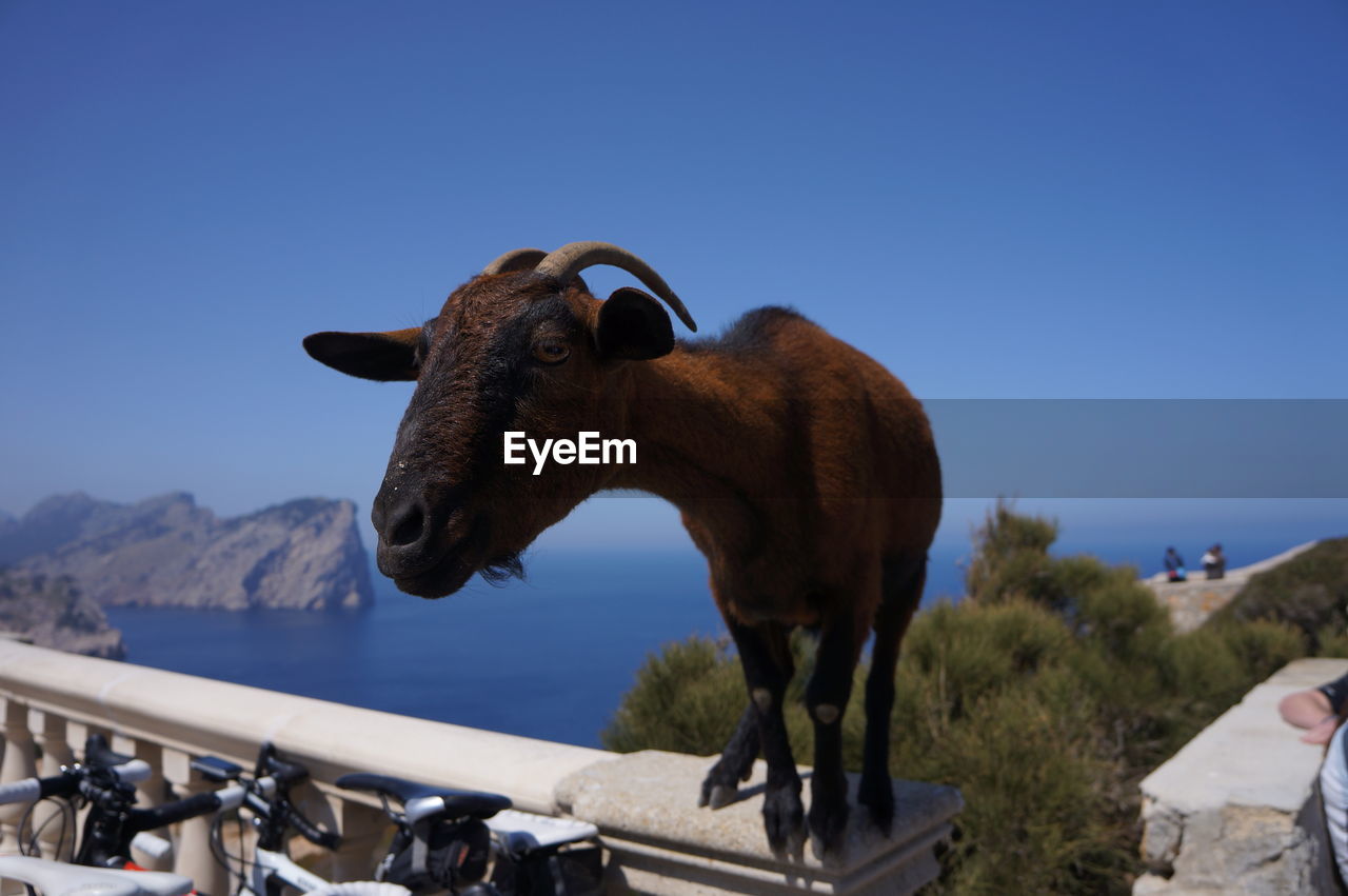 Curious goat on railing